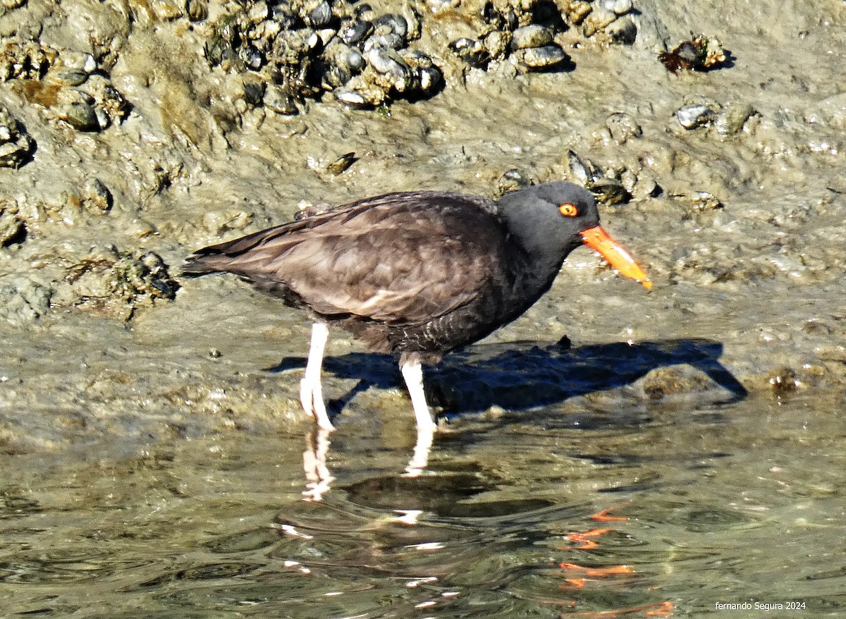 Blackish Oystercatcher - ML623630344