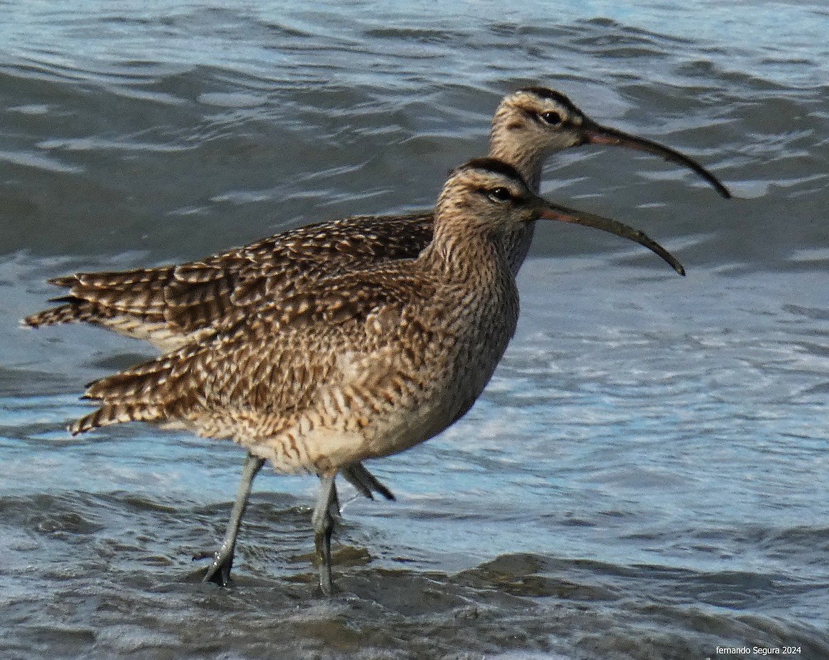 Regenbrachvogel - ML623630352