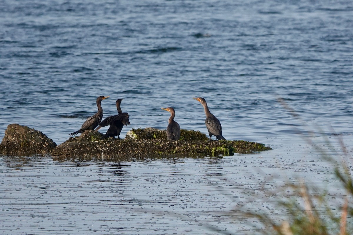 Double-crested Cormorant - Deirdre Robinson