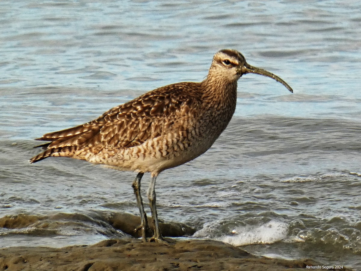 Regenbrachvogel - ML623630355