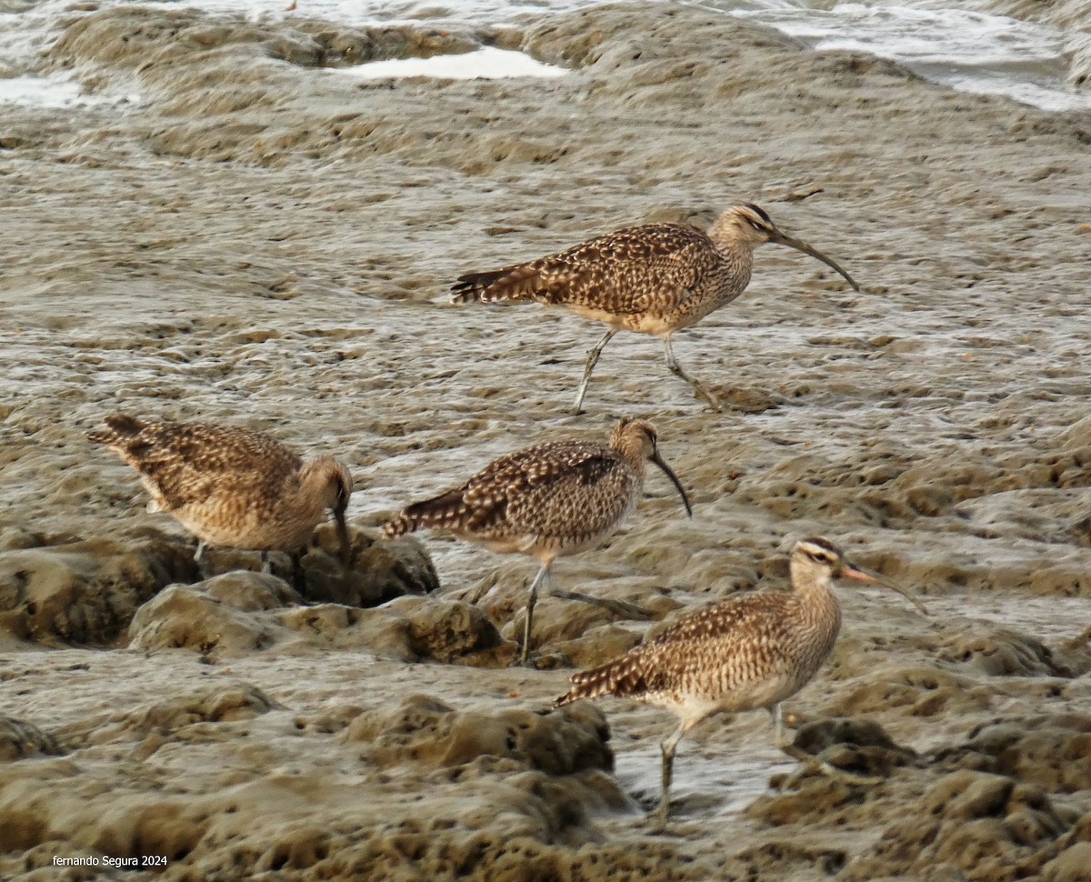 Regenbrachvogel - ML623630356