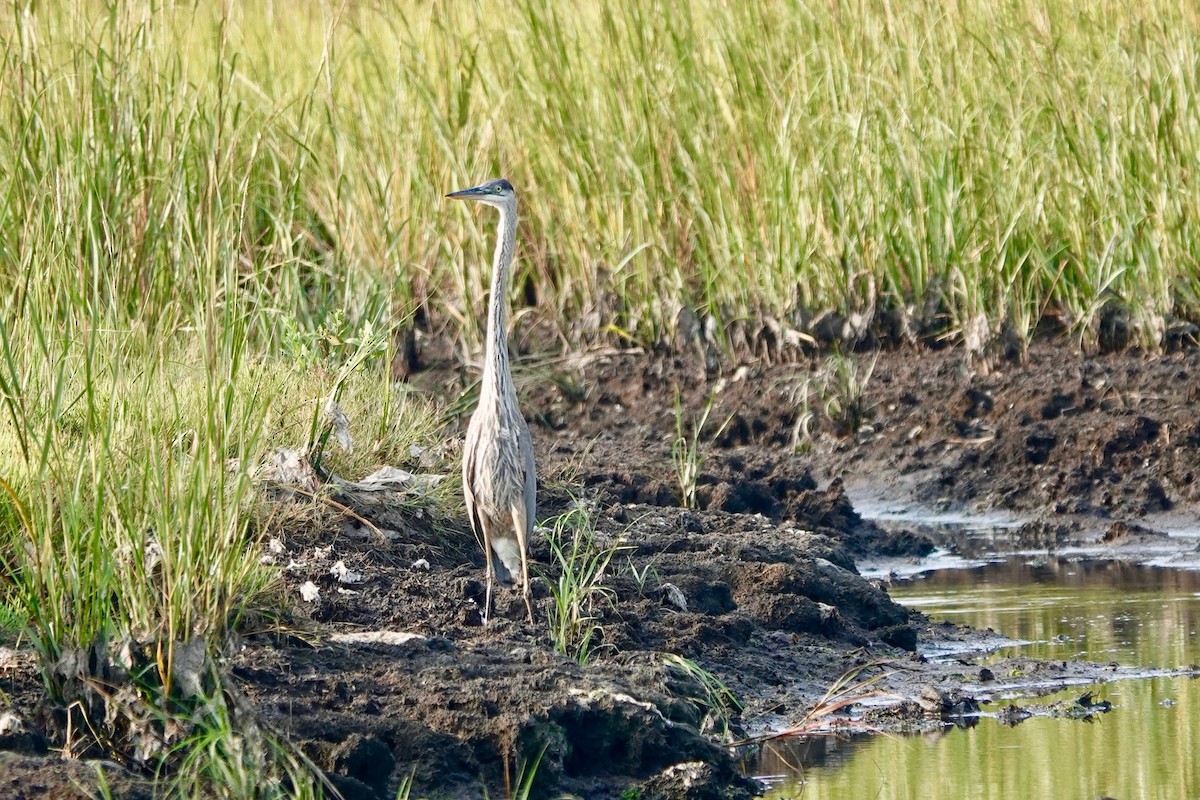 Great Blue Heron - ML623630376