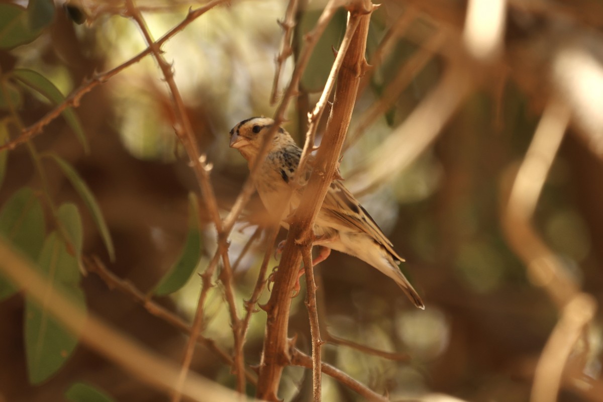 Variable Indigobird - ML623630385