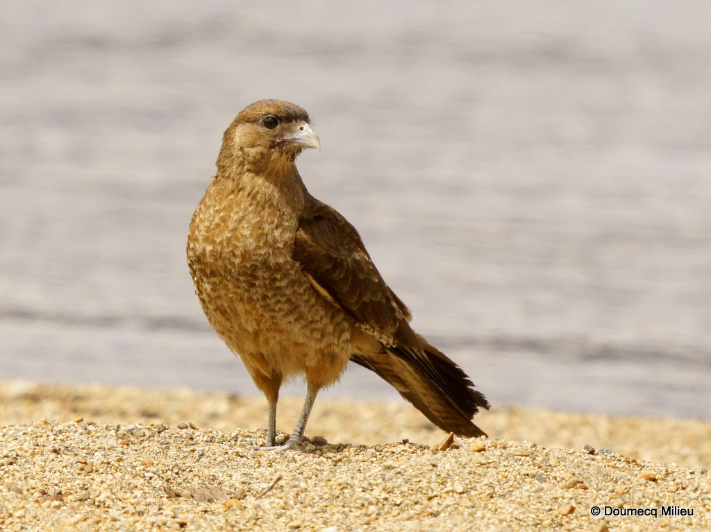 Chimango Caracara - ML62363041