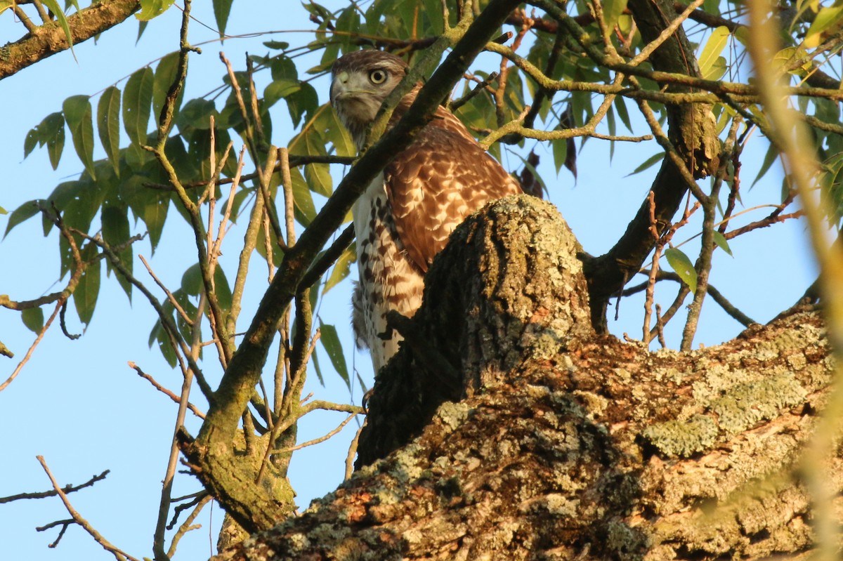 Rotschwanzbussard - ML623630410