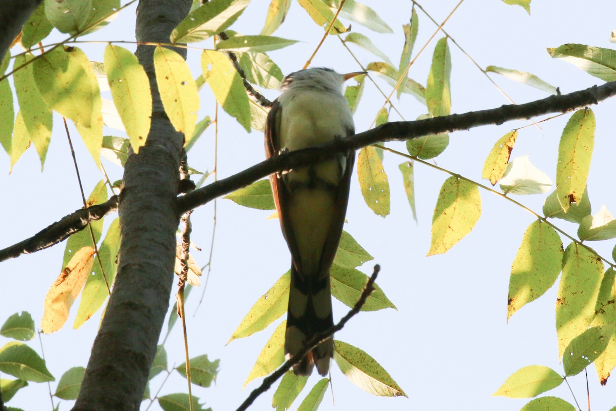 Yellow-billed Cuckoo - ML623630426