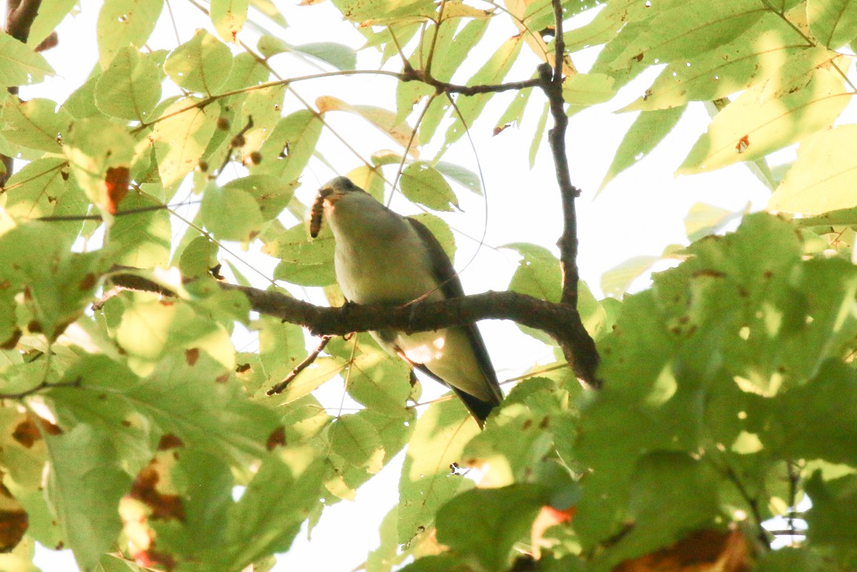 Yellow-billed Cuckoo - ML623630428