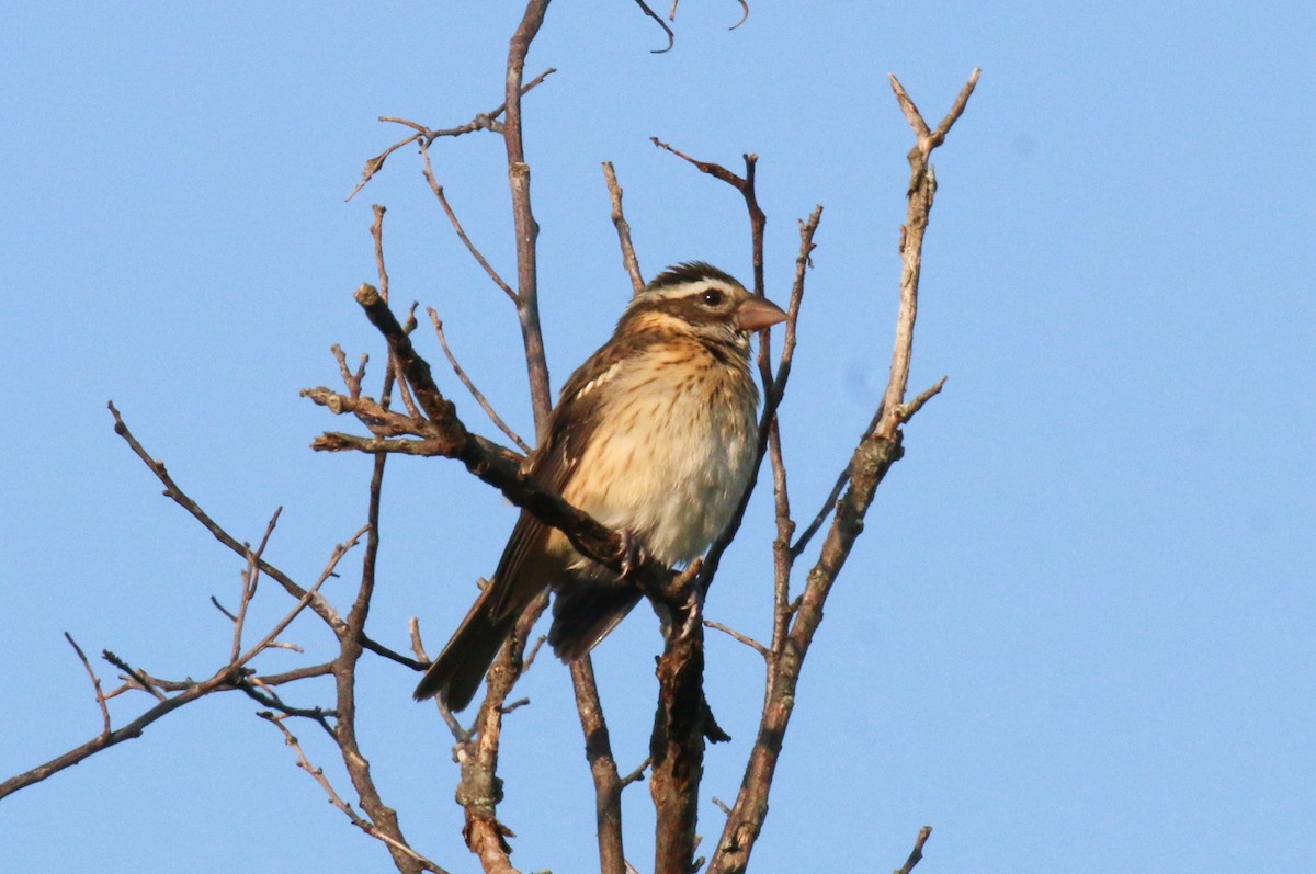 Rose-breasted Grosbeak - ML623630441