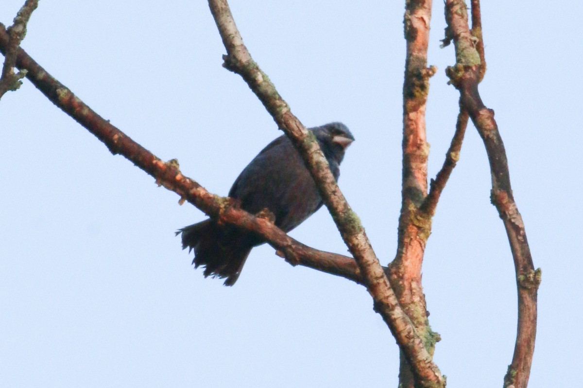 Blue Grosbeak - ML623630446