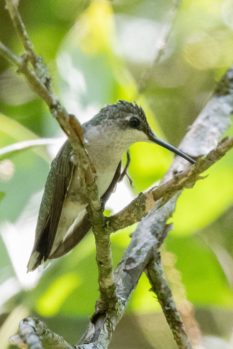 Ruby-throated Hummingbird - ML623630470