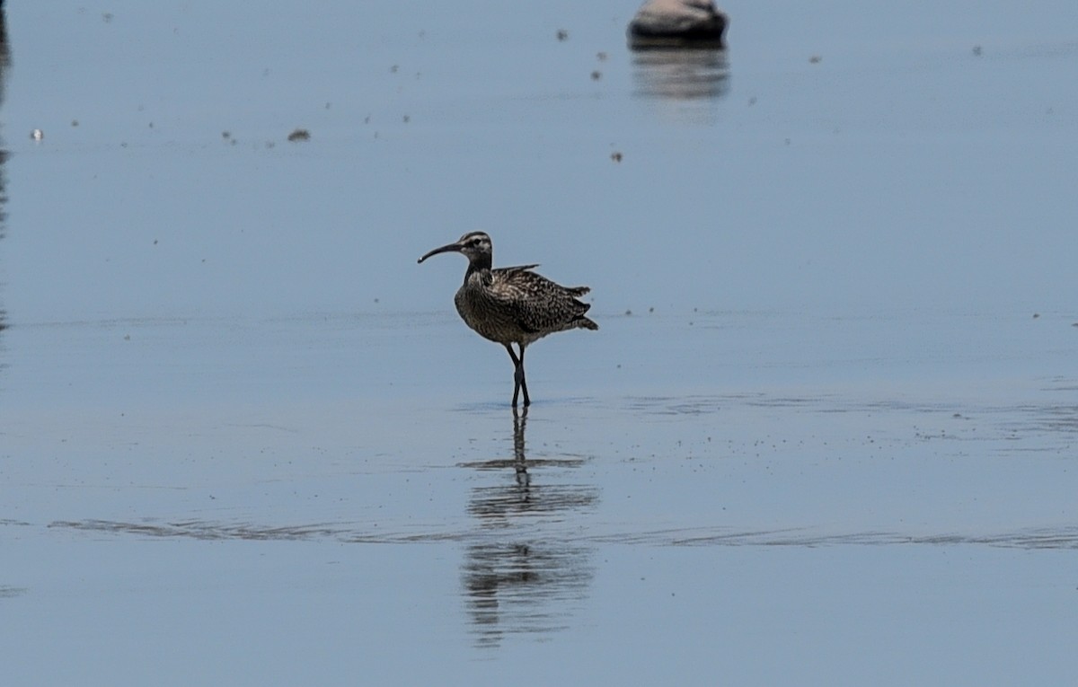 Courlis corlieu (phaeopus) - ML623630527