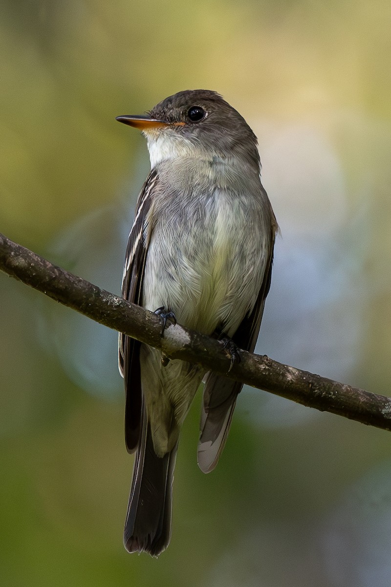 Eastern Wood-Pewee - ML623630536