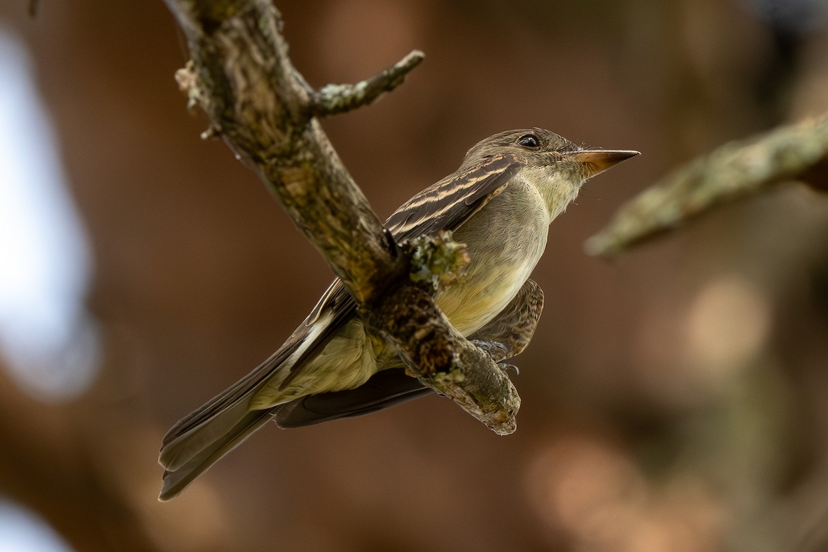 Eastern Wood-Pewee - ML623630537