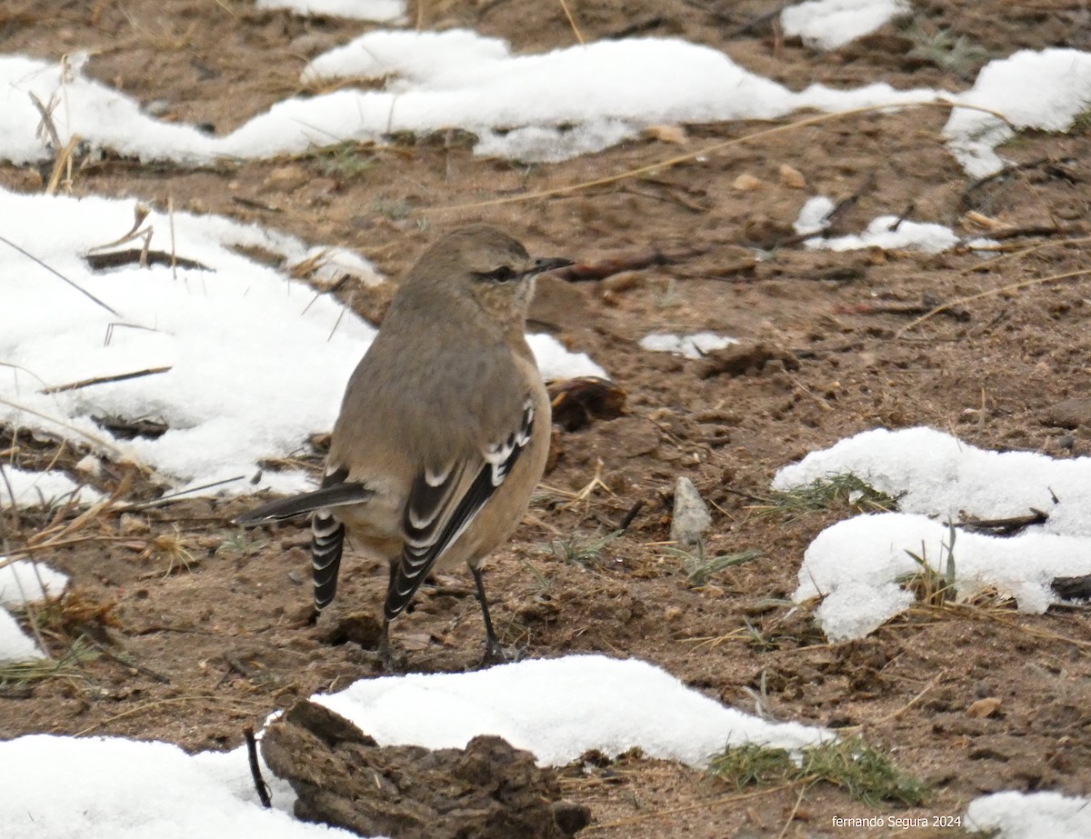 Patagonian Mockingbird - ML623630548