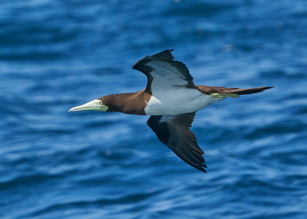 Brown Booby - Chieh-Peng Chen