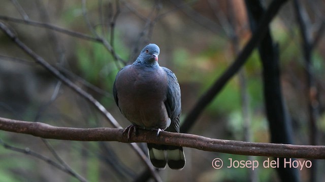 カナリーバト - ML623630561