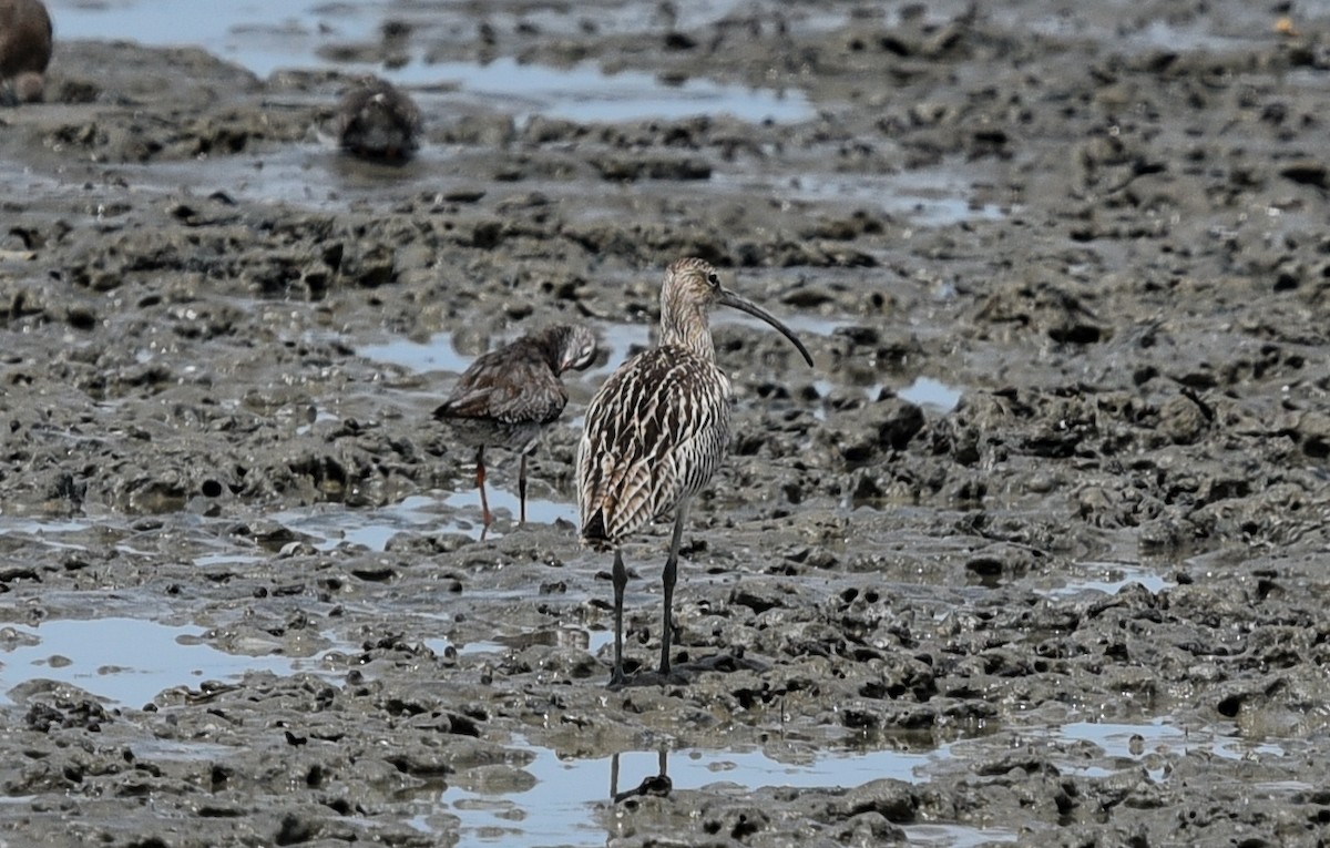 Eurasian Curlew - ML623630563