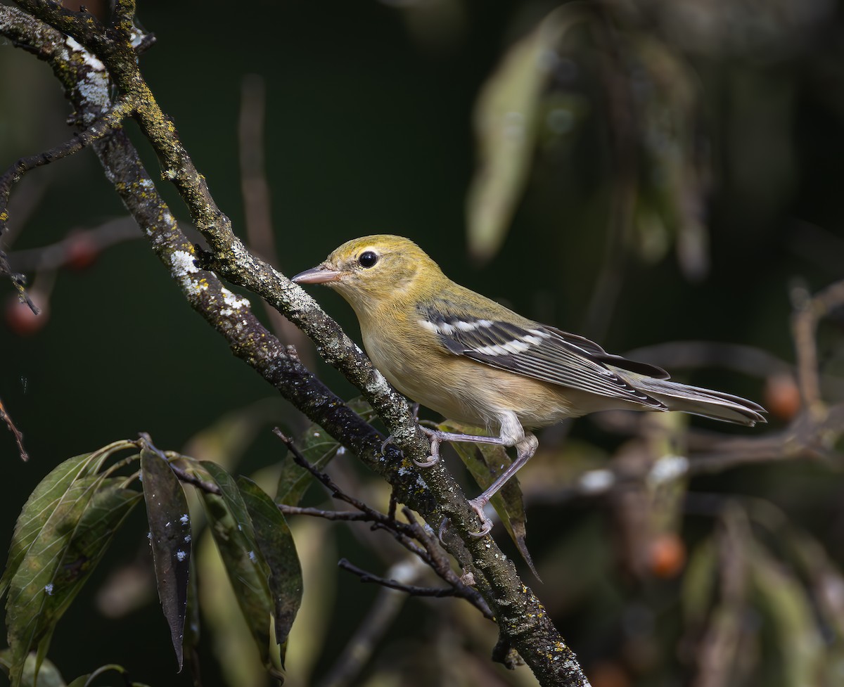 Bay-breasted Warbler - ML623630568