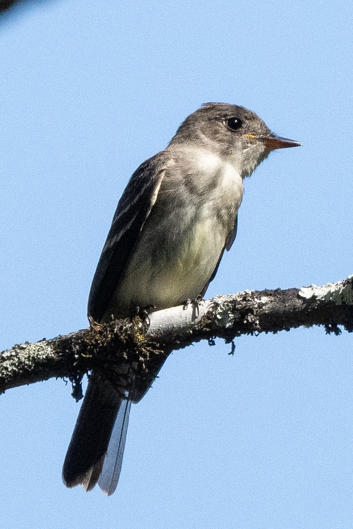 Eastern Wood-Pewee - ML623630573