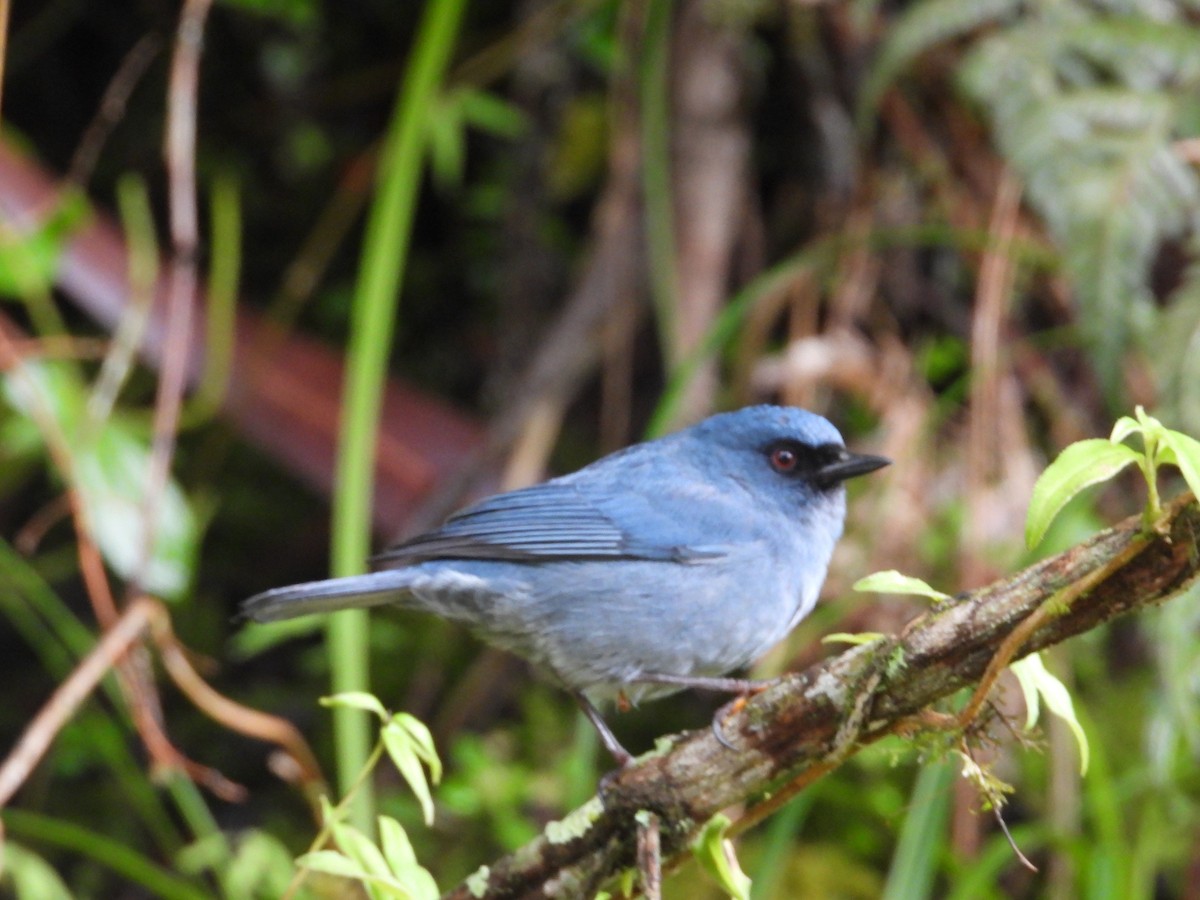 Bluish Flowerpiercer - ML623630577