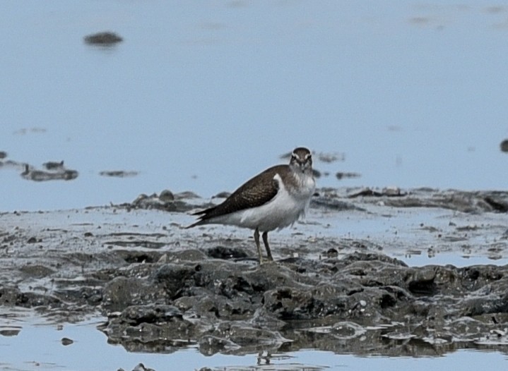 Common Sandpiper - ML623630582