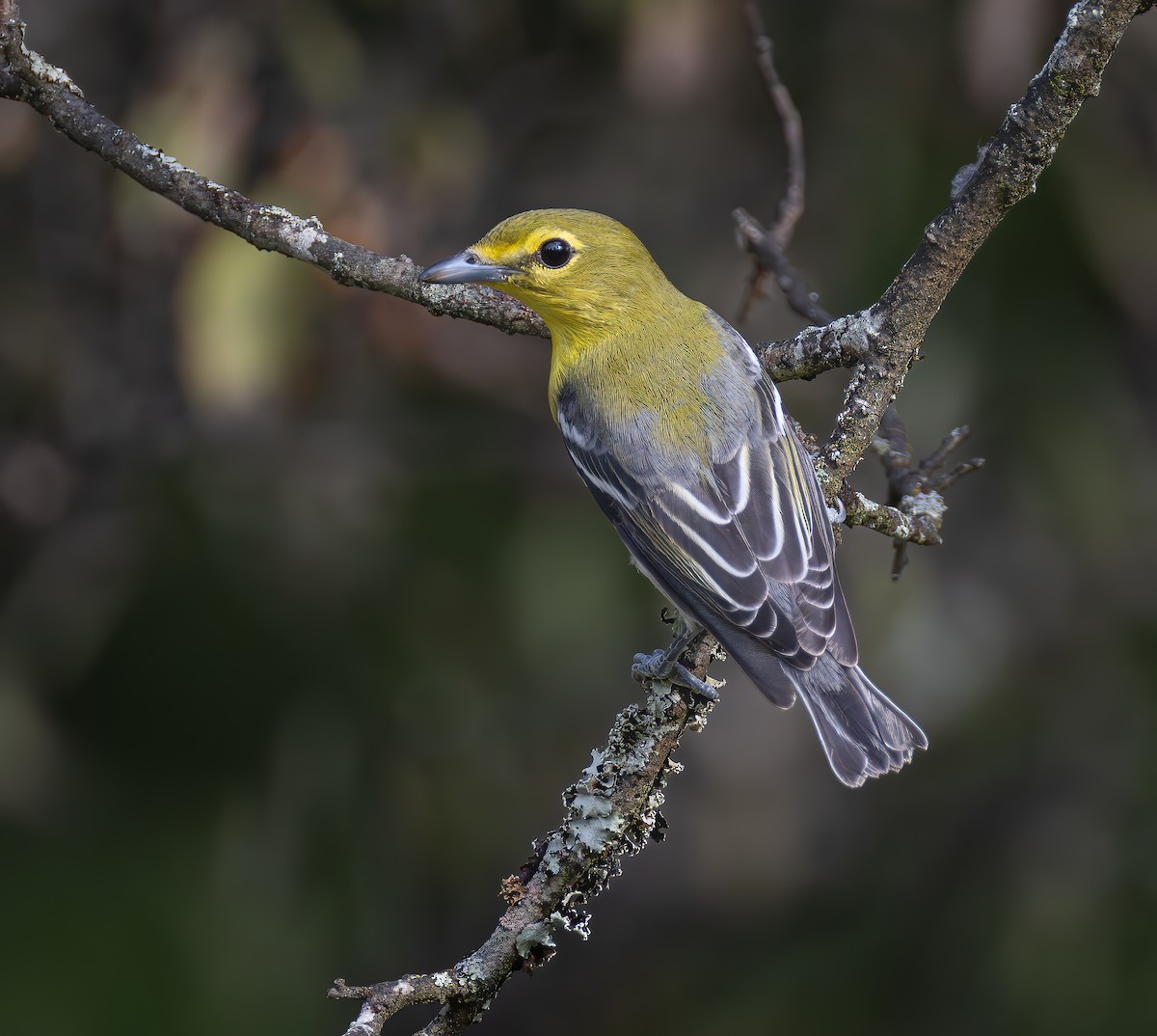 Yellow-throated Vireo - ML623630583