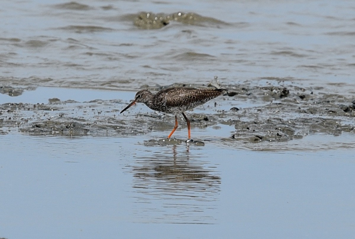 Common Redshank - ML623630600