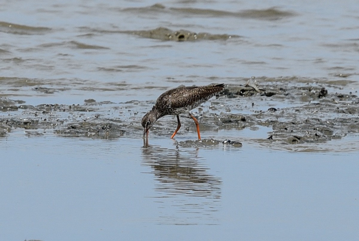 Common Redshank - ML623630601