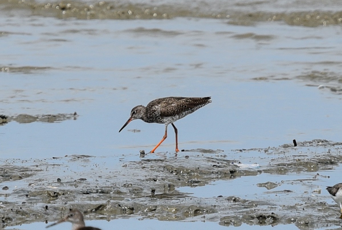 Common Redshank - ML623630602