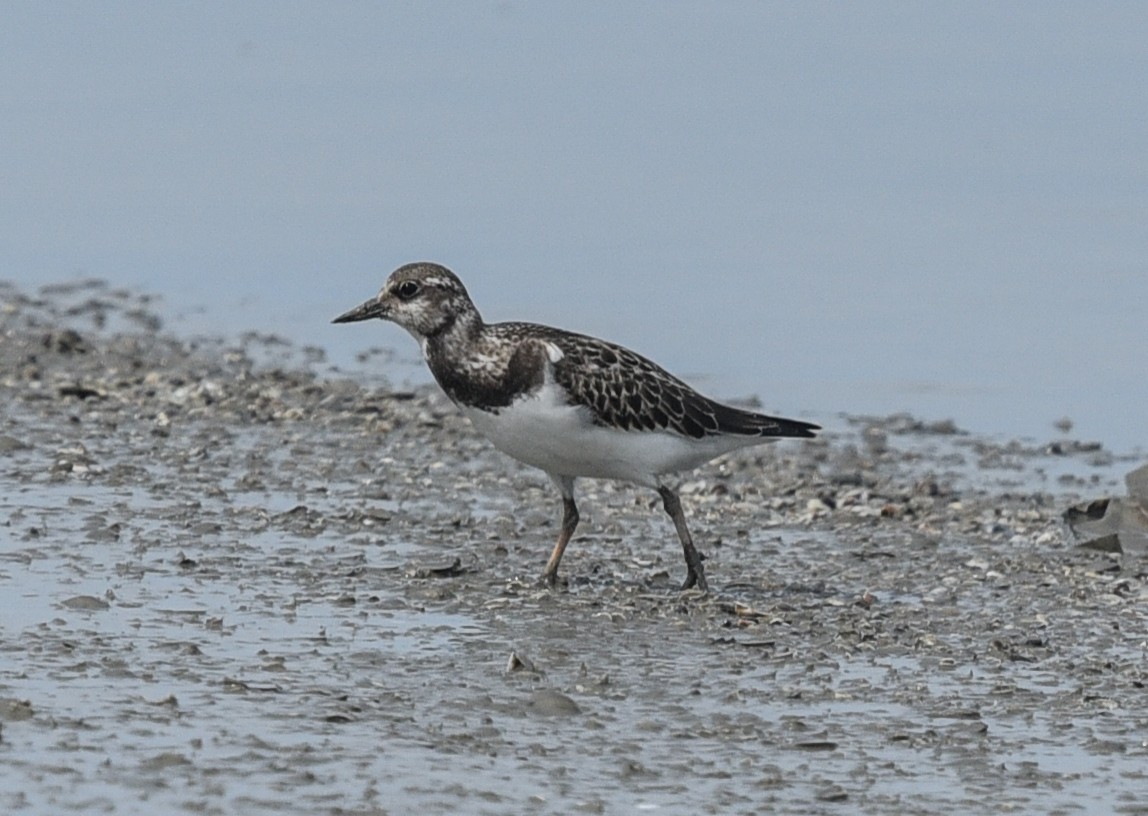 Ruddy Turnstone - ML623630605