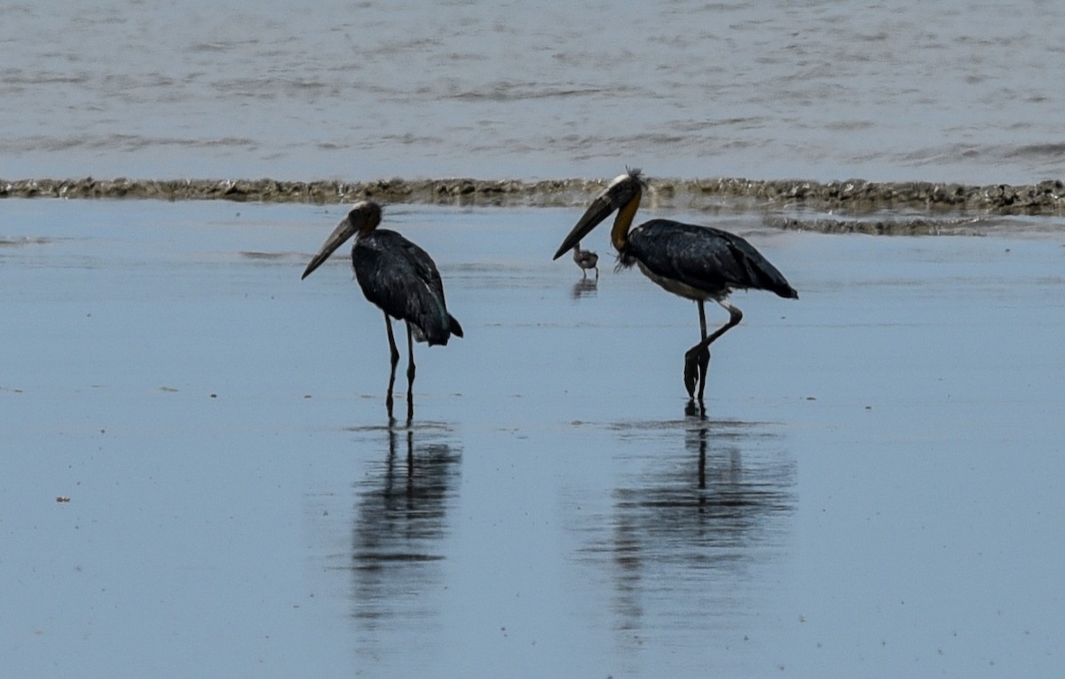 Lesser Adjutant - ML623630615