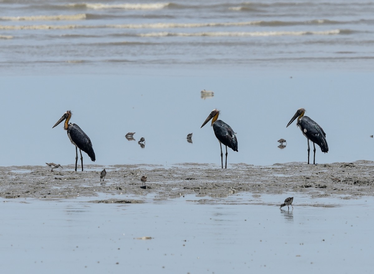 Lesser Adjutant - ML623630616