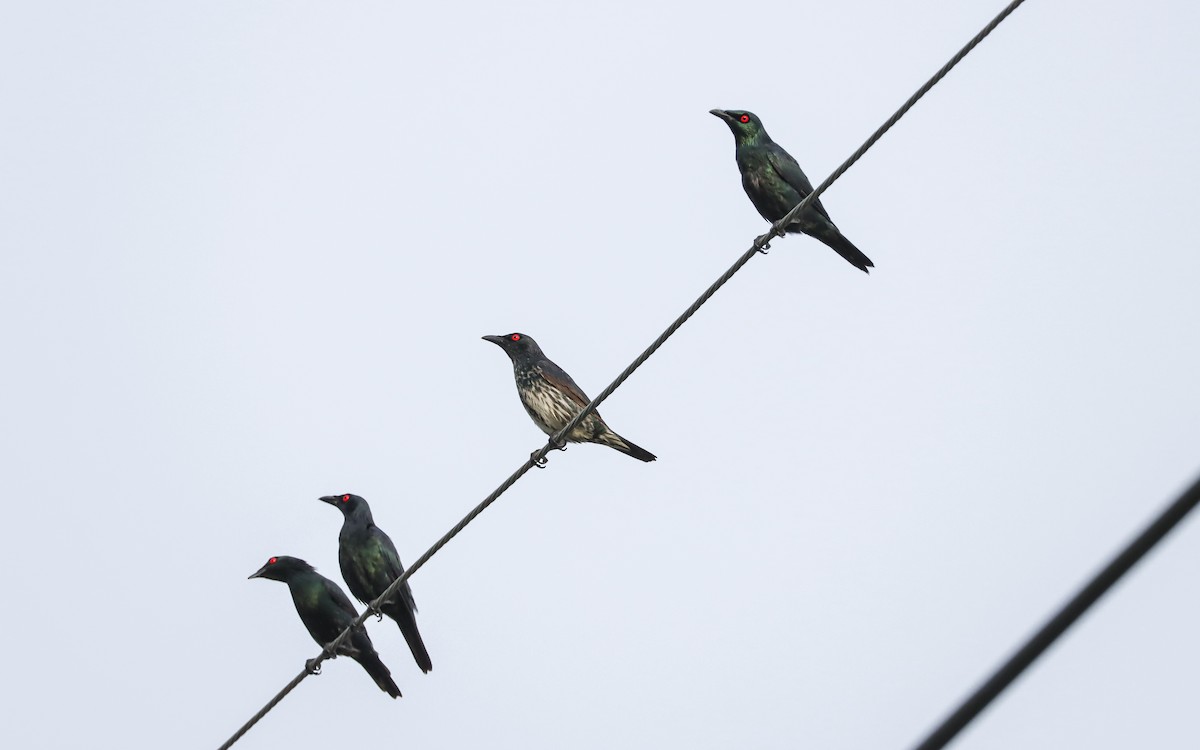 Asian Glossy Starling - ML623630633