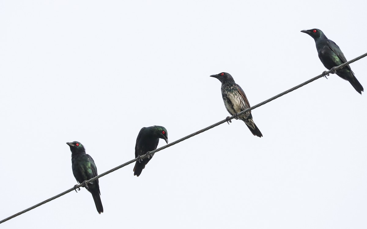 Asian Glossy Starling - ML623630635