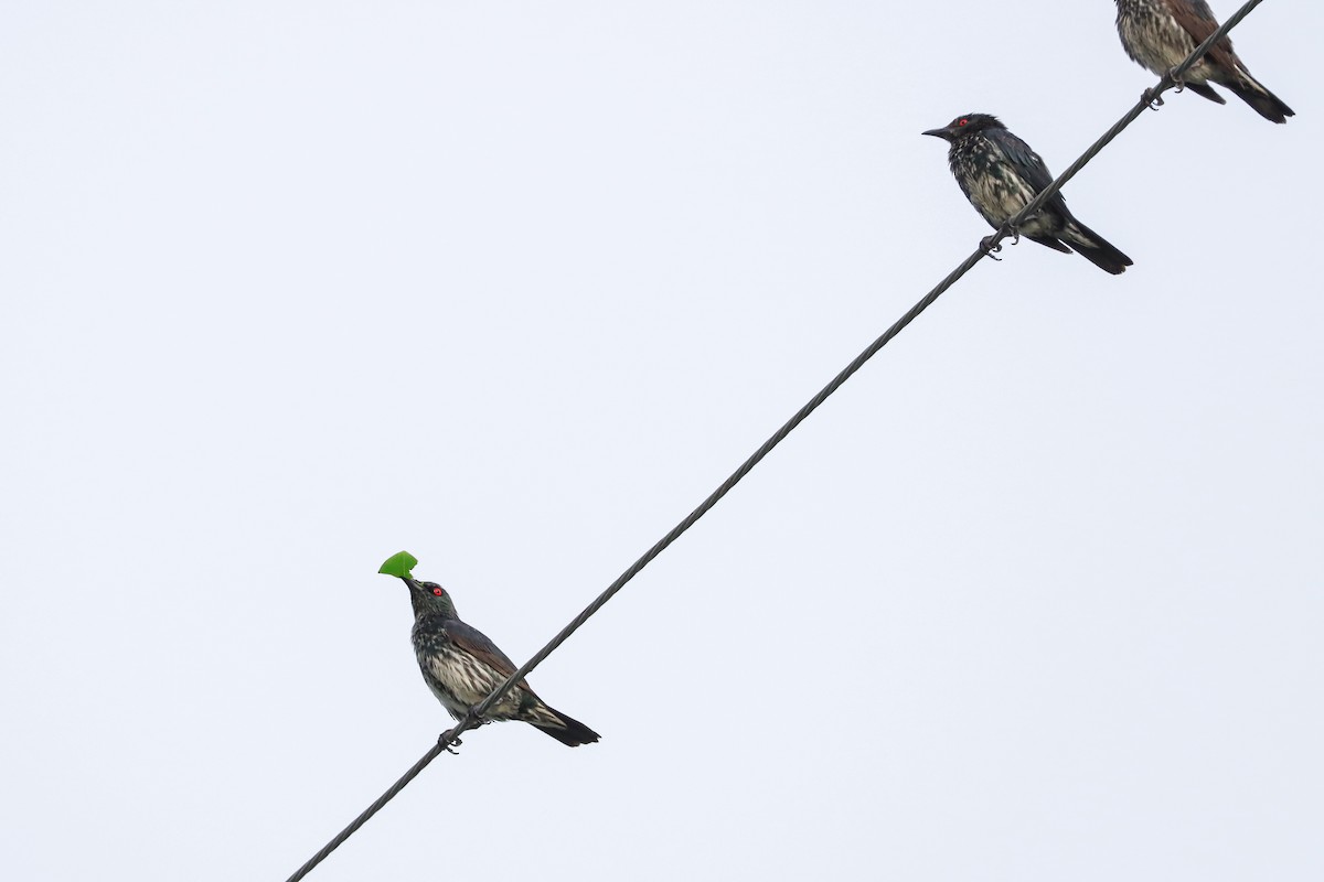 Asian Glossy Starling - ML623630636