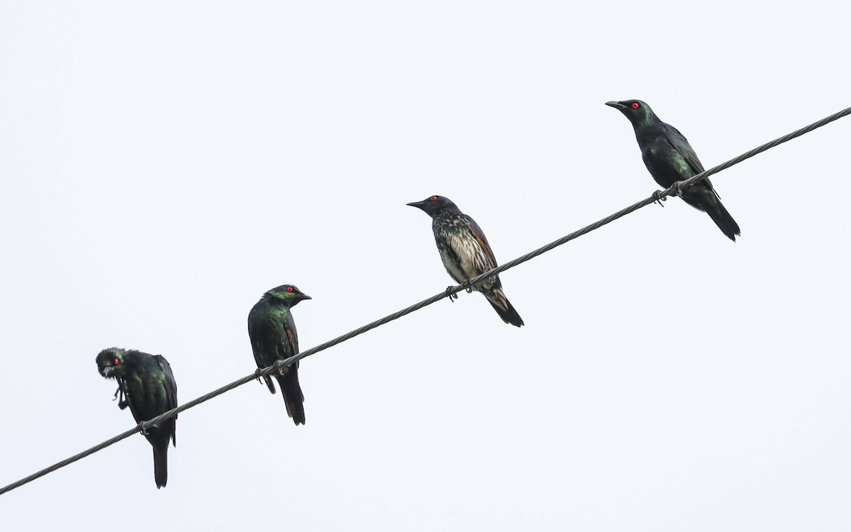 Asian Glossy Starling - ML623630637