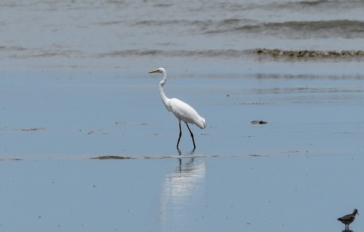 Great Egret (modesta) - ML623630656