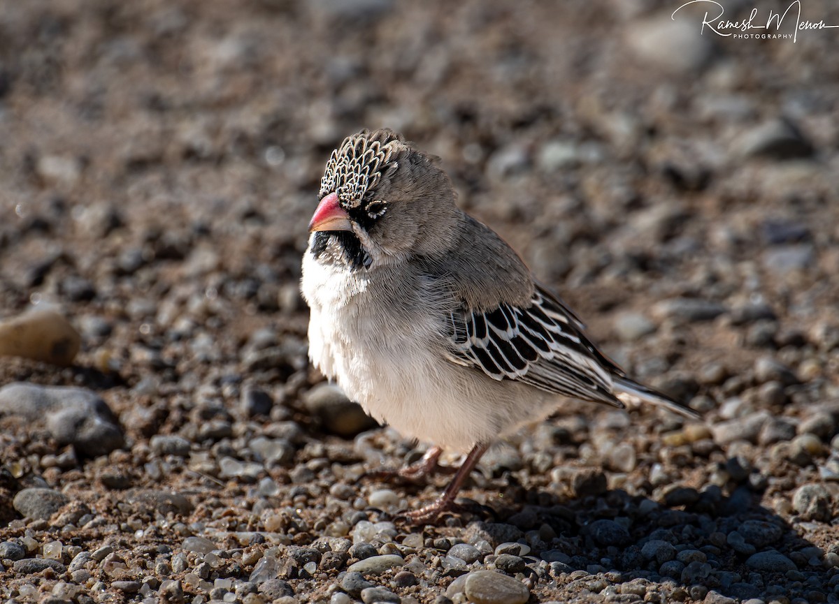 Sociable Weaver - ML623630677