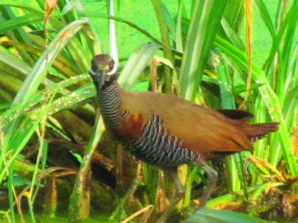 Barred Rail - ML623630702