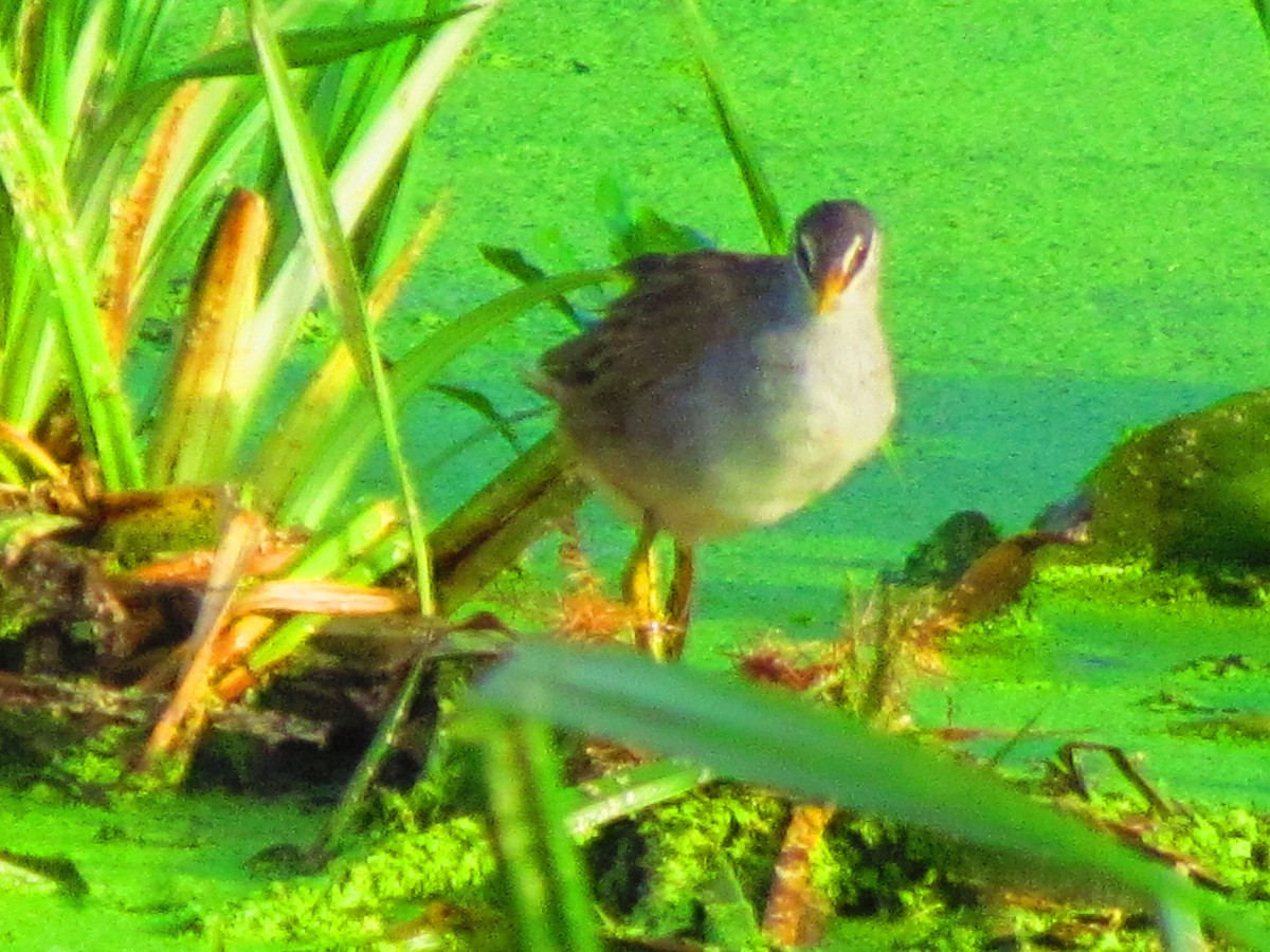 White-browed Crake - ML623630719