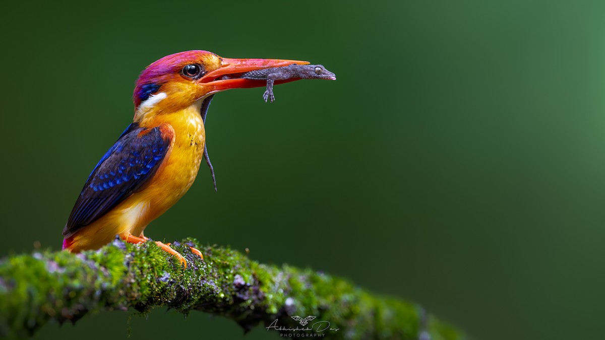 Black-backed Dwarf-Kingfisher - ML623630729
