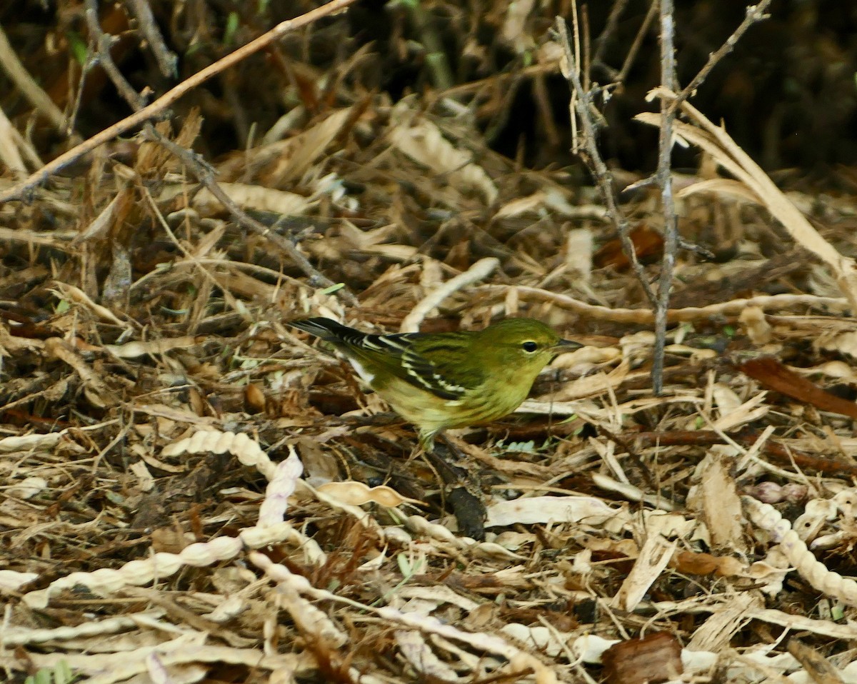 Blackpoll Warbler - ML623630757