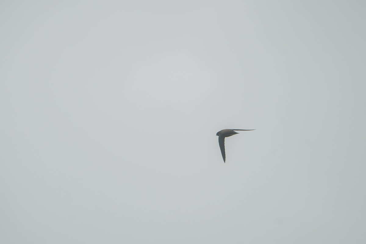 Brown-backed Needletail - ML623630758