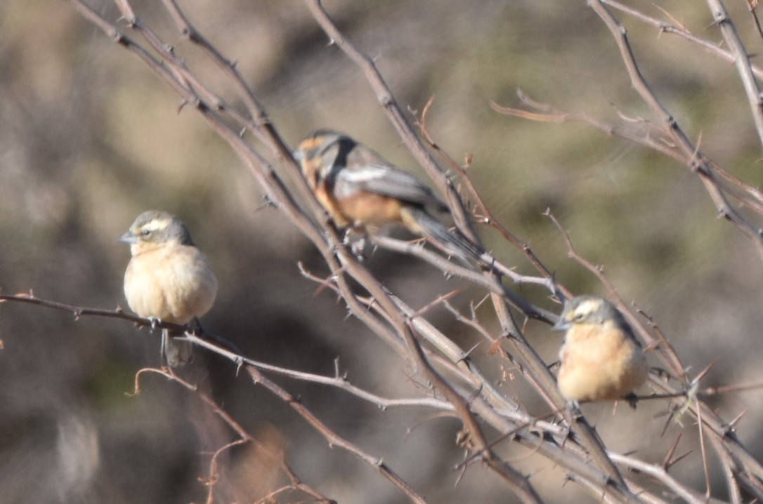 Cinnamon Warbling Finch - ML623630785