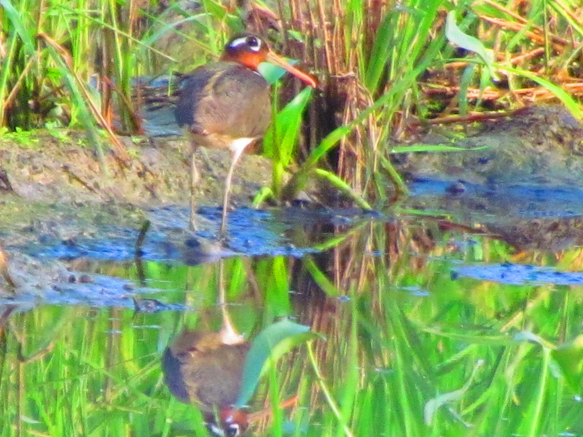 Greater Painted-Snipe - ML623630799