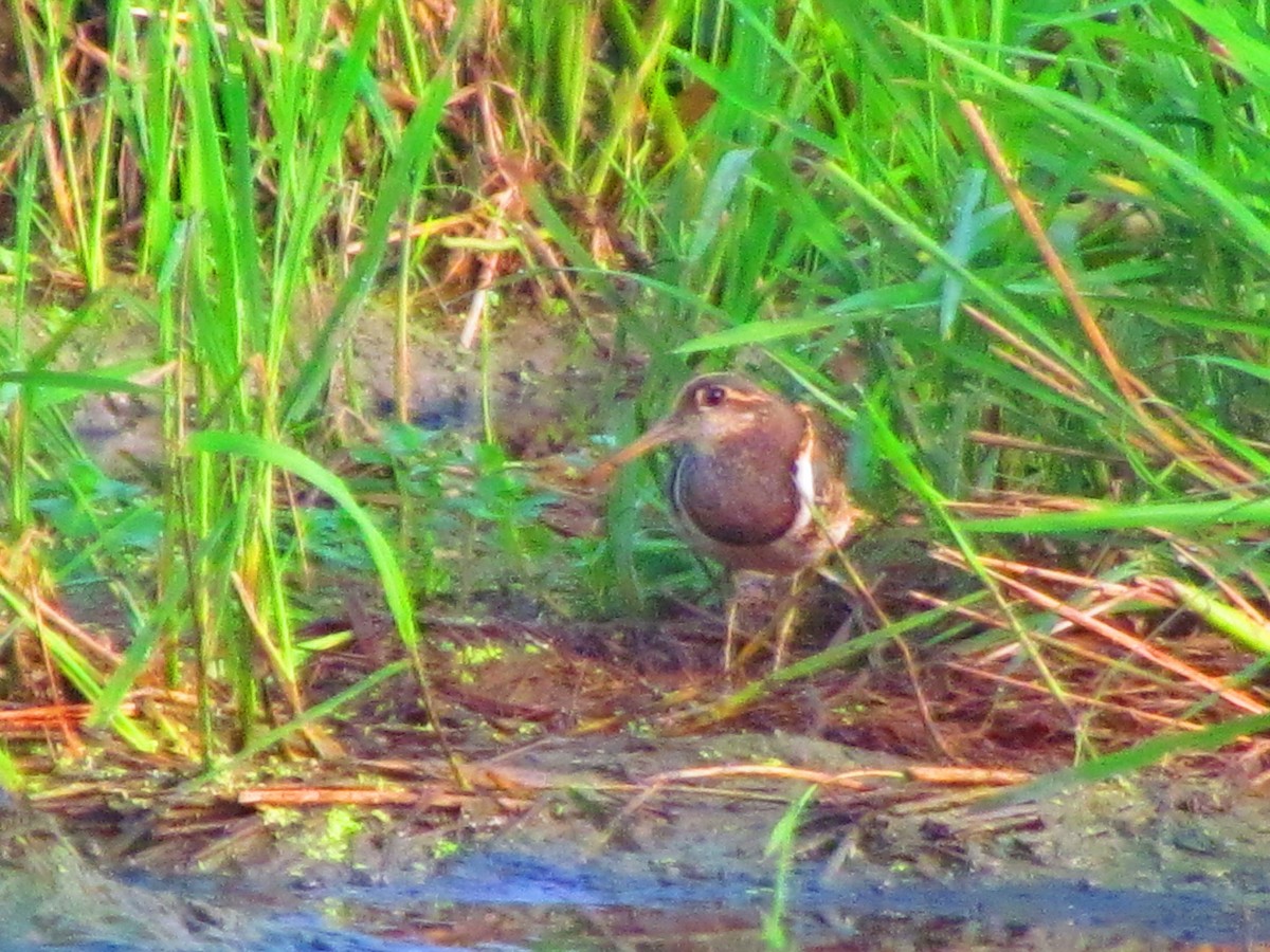 Greater Painted-Snipe - ML623630800