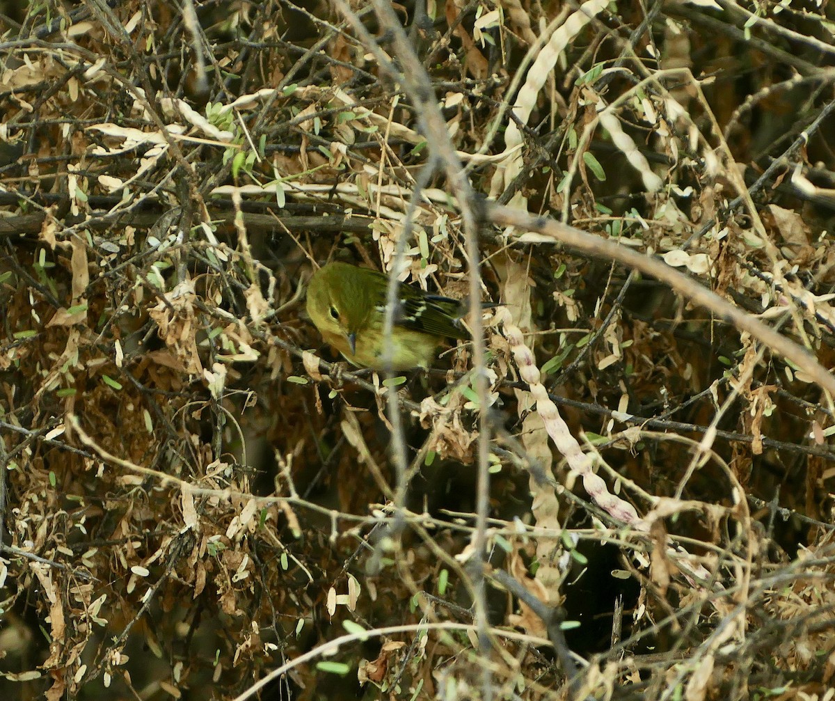 Blackpoll Warbler - Jon (JC) Curd