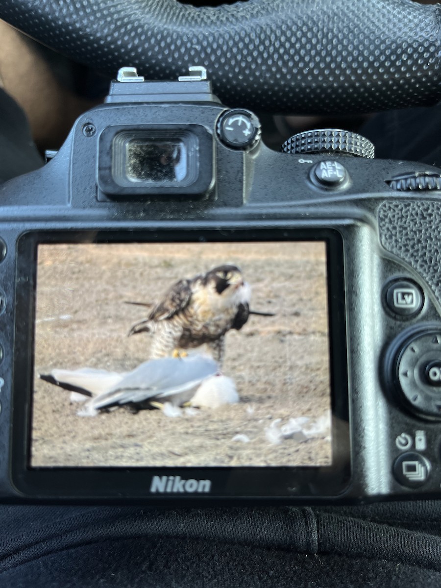 Peregrine Falcon - ML623630829