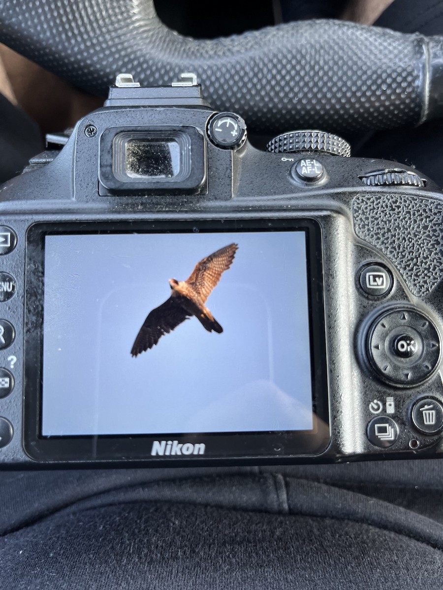 Peregrine Falcon - ML623630831