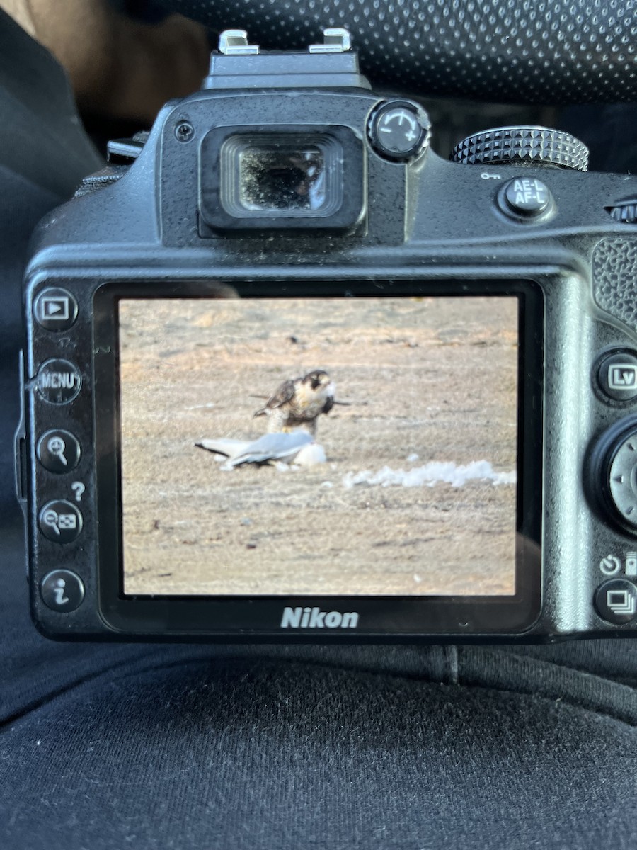 Peregrine Falcon - ML623630832